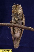 藏品(領角鴞)的圖片